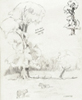 Pencil study, elm trees in Saltmarshe Park Yorkshire UK