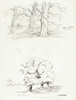 Pencil study, Beech and Elm trees.
