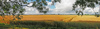 Wheat field panorama.